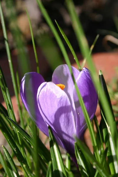 Fiori Croco Nell Erba — Foto Stock