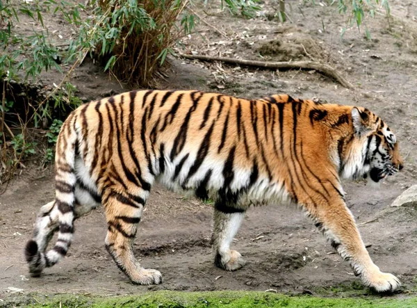 Gestreepte Tijger Dier Roofdier Wilde Kat — Stockfoto