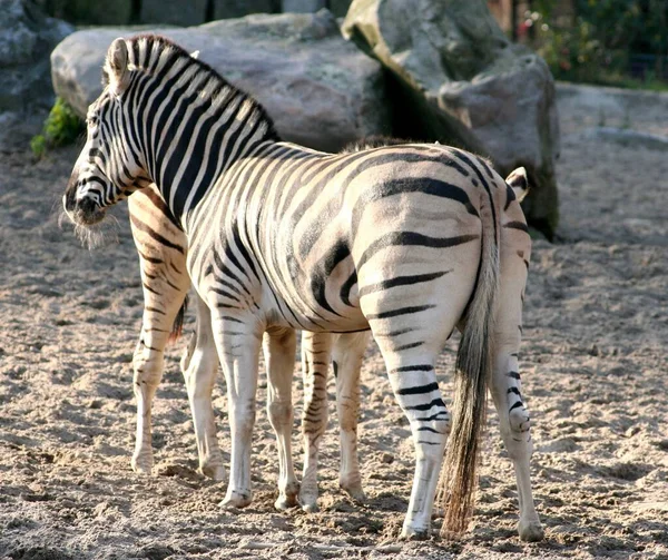 Afrikaanse Zebra Zebra Zwarte Witte Strepen — Stockfoto