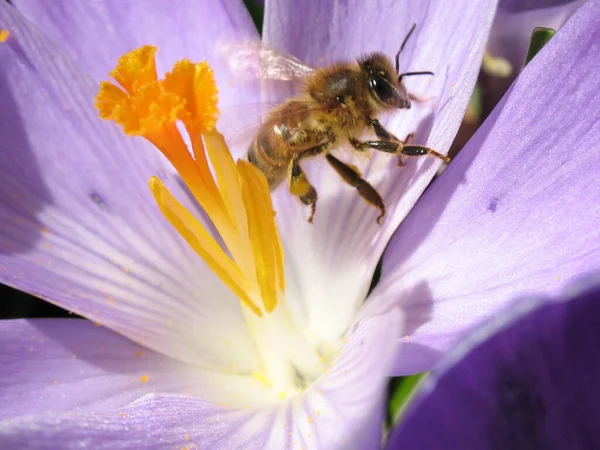 Arıyı Yakalamak Gerçekten Zordu — Stok fotoğraf