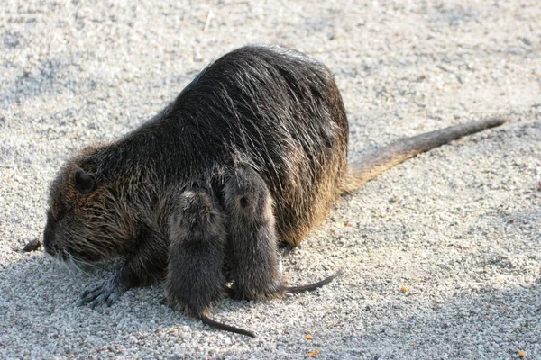 Nutria Dier Knaagdier Zoogdier — Stockfoto