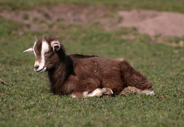 Wildpark Serbest Bırakıldı — Stok fotoğraf