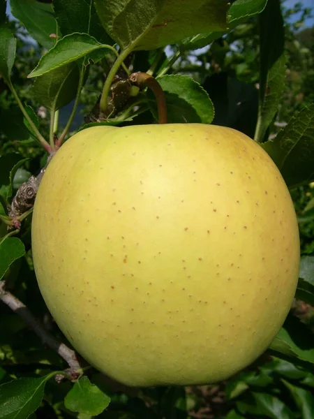 Fresh Ripe Apples Healthy Eating — Stock Photo, Image