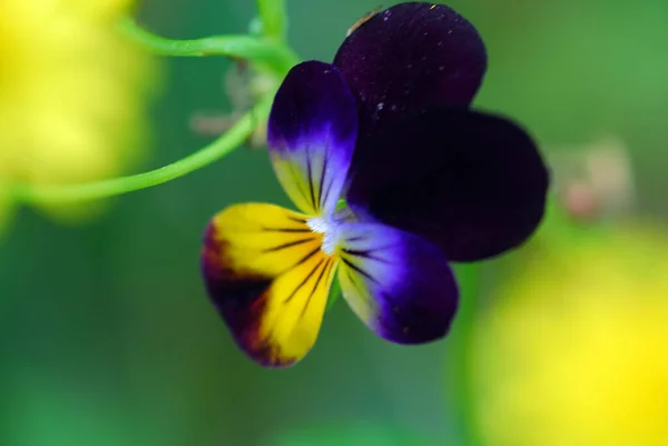 Beautiful Botanical Shot Natural Wallpaper — Stock Photo, Image