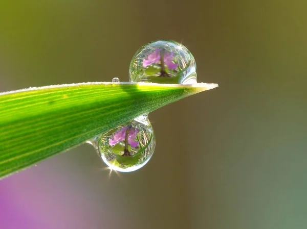 Rosée Matinale Sur Herbe Gros Plan — Photo