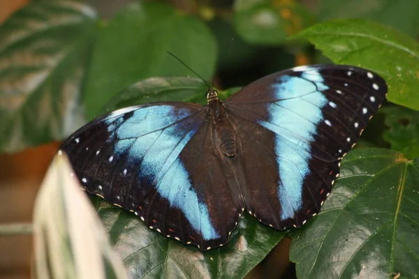 Morfo Azul Peleides Morfo — Fotografia de Stock