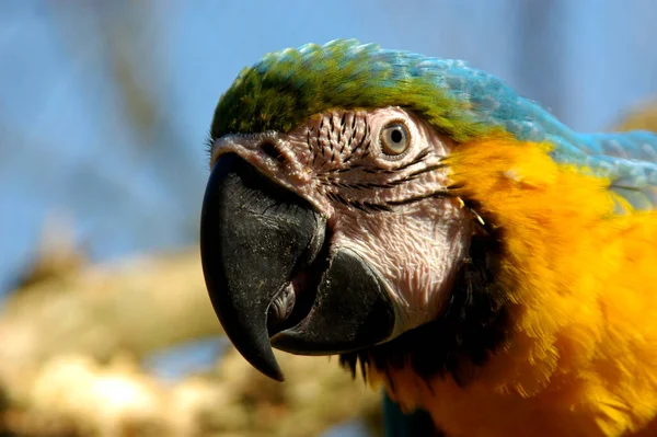Its Close Relatives Macaw Lives Rainforests Central South America Usually — Stock Photo, Image