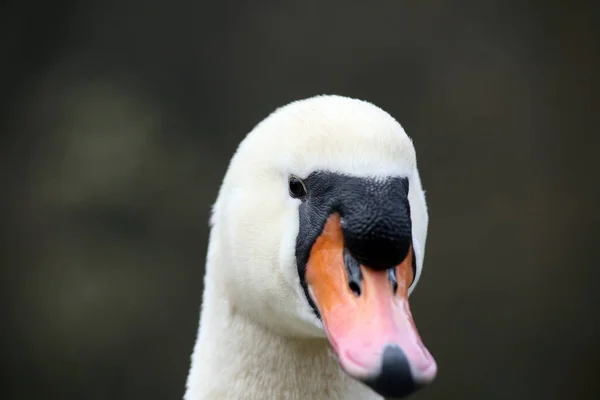 Портрет Mute Swan — стоковое фото