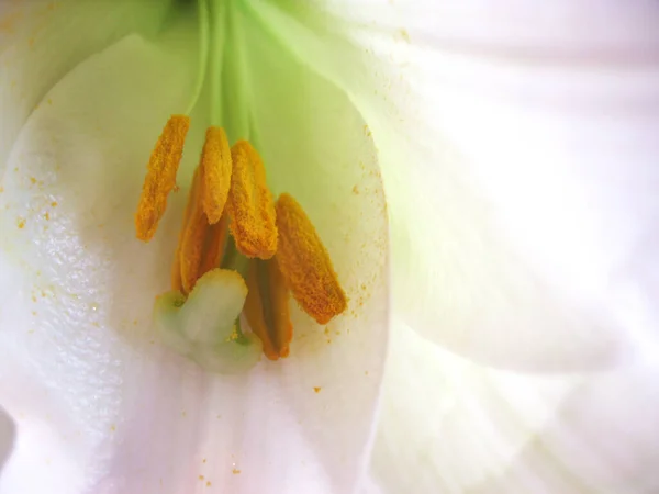 Beautiful Botanical Flora Lily Flower Petals — Stock Photo, Image