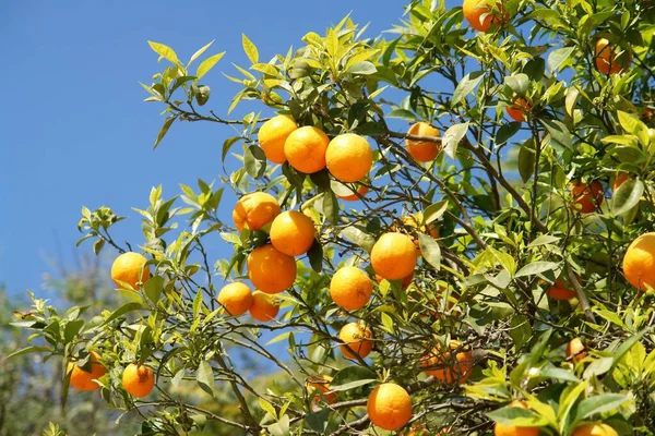Orange Tree Ripe Oranges — Stock Photo, Image