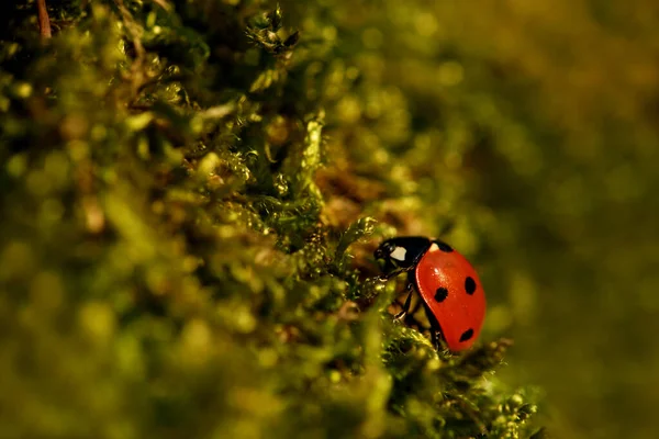 Primo Piano Vista Carino Coccinella Insetto — Foto Stock