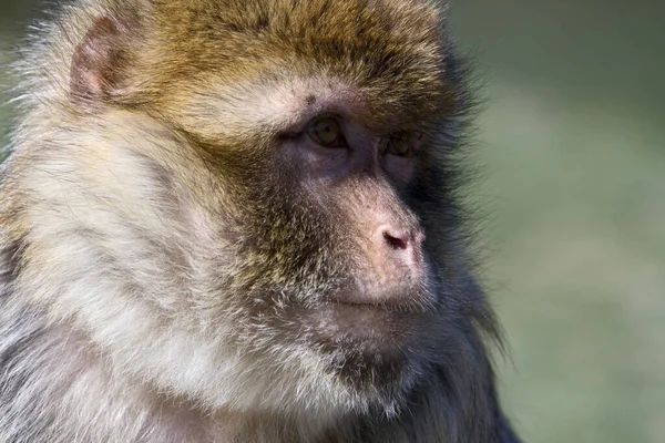 Affe Ist Ein Gebräuchlicher Name Der Sich Auf Gruppen Oder — Stockfoto