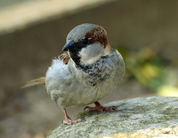 Szenischer Blick Auf Niedlichen Sperling Vogel — Stockfoto