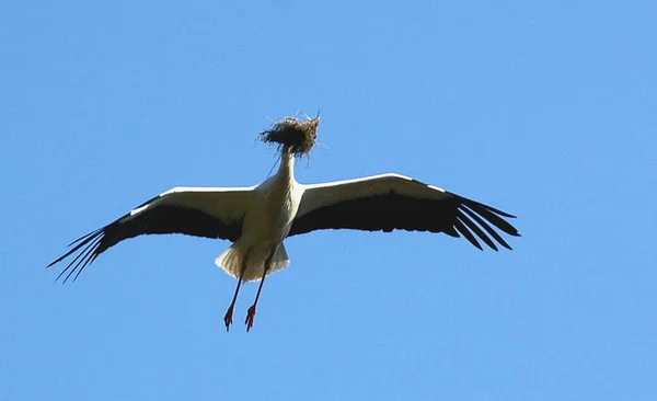 Wildlife Bird Nature Fauna Stork — Stock Photo, Image