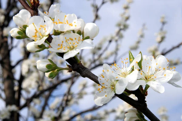 Weiße Kirschblüten Einem Frühlingstag — Stockfoto