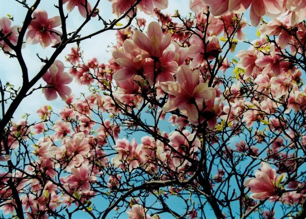Primavera Petali Fiori Magnolia — Foto Stock