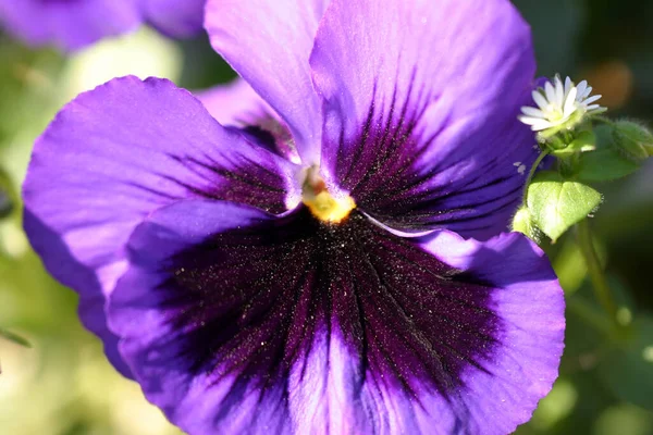 Bela Pansy Flores Jardim Flora Flores — Fotografia de Stock