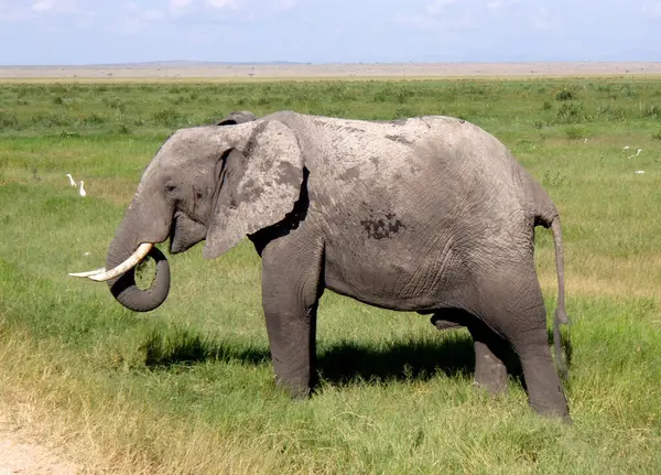 Afrika Fil Hayvanı Doğa Hayvan — Stok fotoğraf