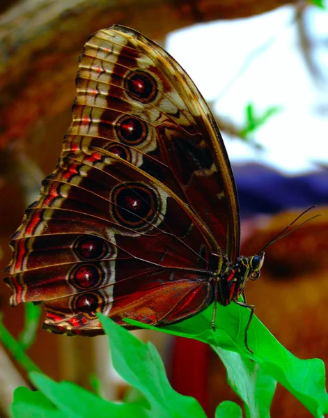 Primer Plano Error Naturaleza Salvaje — Foto de Stock