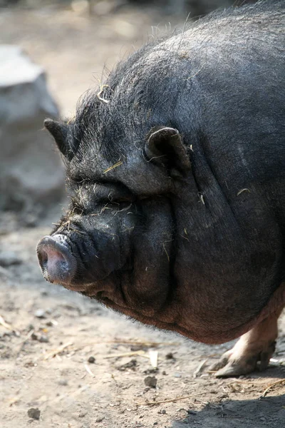 Primo Piano Degli Animali Allo Zoo — Foto Stock