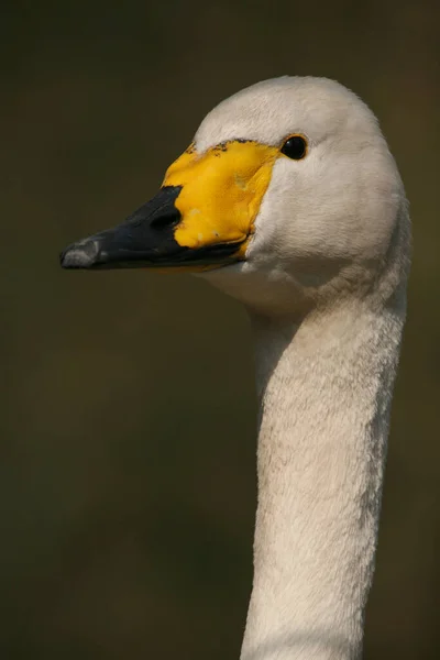 Schilderachtig Uitzicht Prachtige Vogel Natuur — Stockfoto