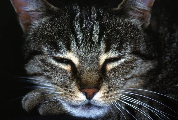 Schöne Kleine Flauschige Katze — Stockfoto