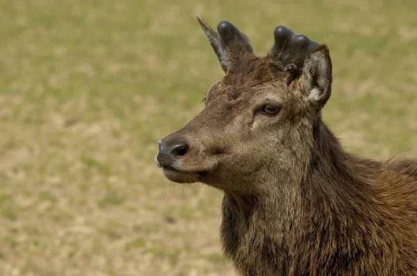 Animali Natura Fauna Dei Cervi — Foto Stock