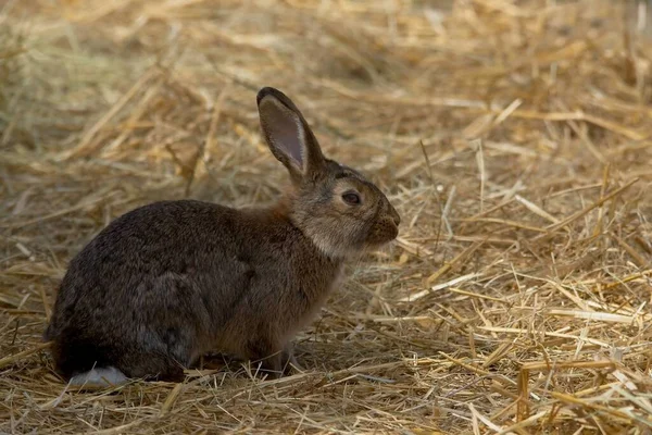 草の中のウサギ — ストック写真