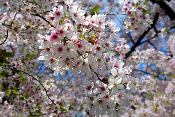 Bellissimo Fiore Ciliegio Fiorito Primavera — Foto Stock