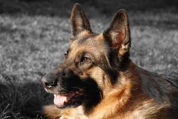 Retrato Lindo Perro — Foto de Stock