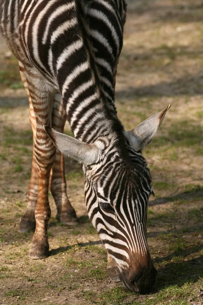 Animal Zebra Preto Branco — Fotografia de Stock