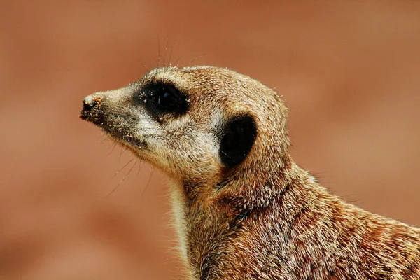 Meerkat动物 苏打水 小雁群 — 图库照片