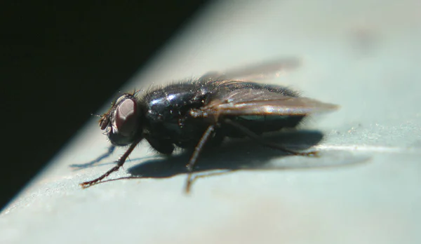 在黑色背景上拍苍蝇的宏观照片 — 图库照片