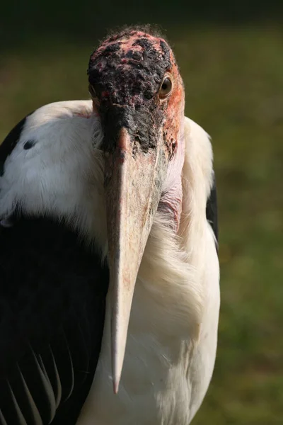 Marabou Pássaro Cegonha Bico Grande — Fotografia de Stock