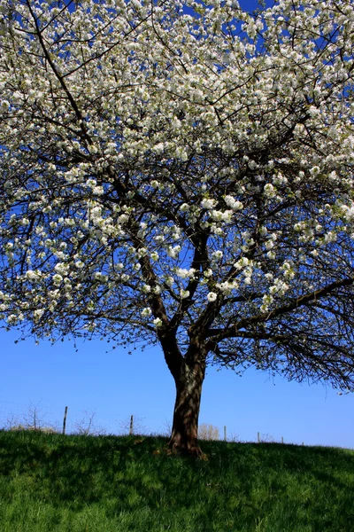 Árbol Flores Flora Naturaleza — Foto de Stock