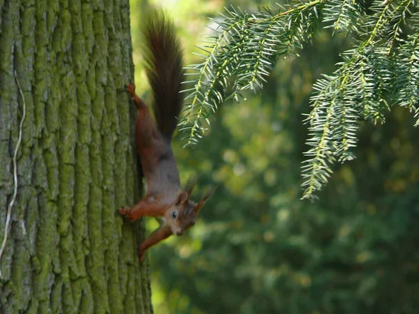 Squirrel Animal Funny Rodent — Stock Photo, Image