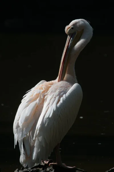 Scenic View Pelican Bird Wild Life — Stock Photo, Image