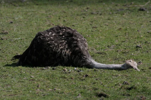 Strutsdjur Fågel Vilda Djur — Stockfoto