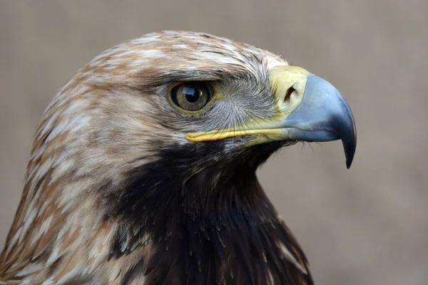 Vacker Utsikt Över Vacker Fågel Naturen — Stockfoto