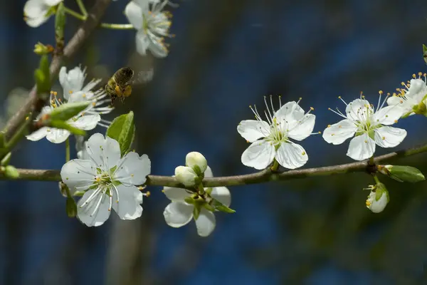 Annäherung Die Blumen — Stockfoto