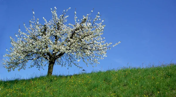 Kwiat Jabłoni Wiosną Flora Kwiaty — Zdjęcie stockowe