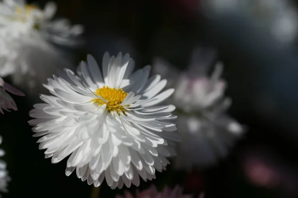 ขาว Daisy ในสวน — ภาพถ่ายสต็อก