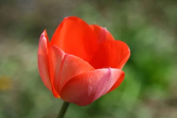 Vue Panoramique Belles Fleurs Tulipes — Photo