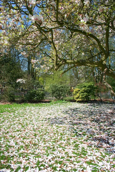아름다운 꽃봉오리를 가까이 — 스톡 사진