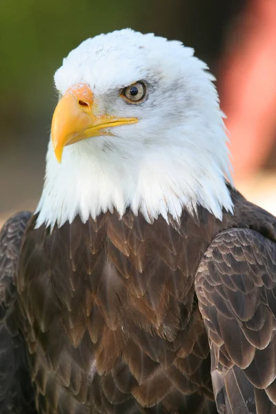 Scenic View White Headed Eagle Wild Nature — Stock Photo, Image