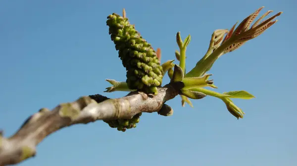 Vue Rapprochée Plante Croissance — Photo