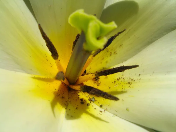 Γραφική Θέα Των Όμορφων Τουλίπας Λουλούδια — Φωτογραφία Αρχείου