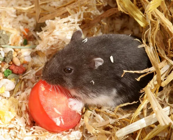 Hamster Äter Morot — Stockfoto