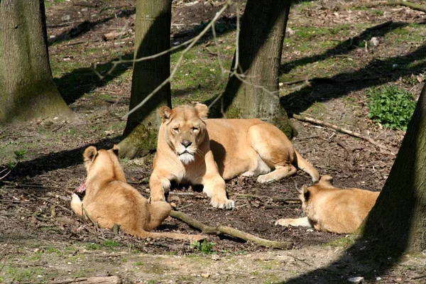 Savannah Wildcat Lioness Predator Cat — Stock Photo, Image