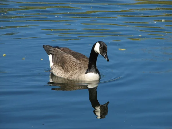 Naturskön Utsikt Över Gåsfågeln Naturen — Stockfoto